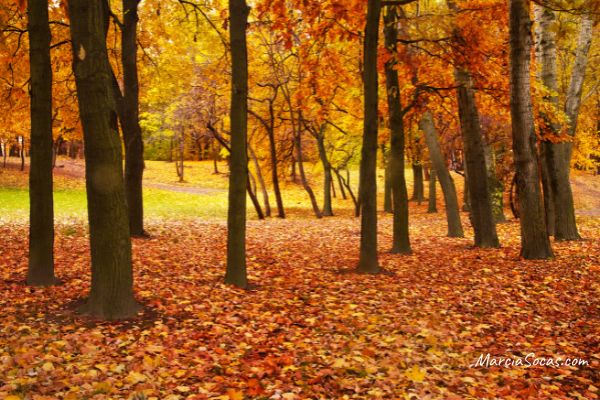 autumnal forest